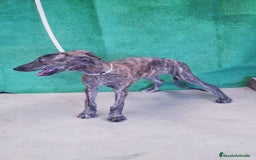 Galgo Español perros en venta: Galgo Español  - Imagen 1