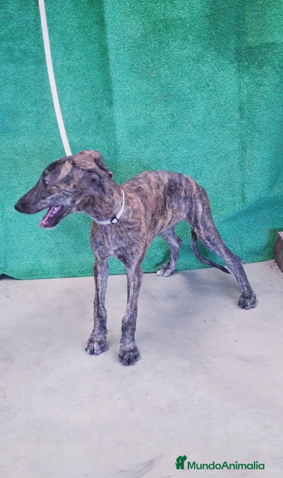 Galgo Español perros en venta: Galgo Español  - Imagen 1