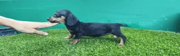 Teckel Miniatura perros en venta: Teckel kaninchen  pelo largo  - Anuncio 2