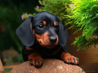 Teckel Miniatura perros - Anuncio 40