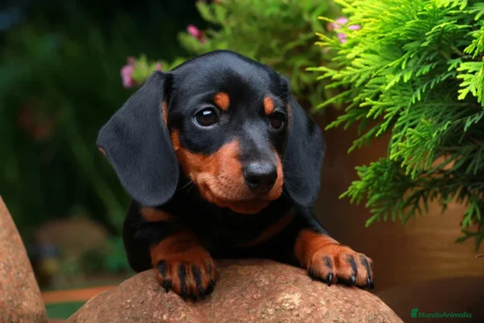 Teckel Miniatura perros - Anuncio 12