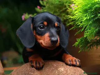 Teckel Miniatura perros TECKEL MINIATURA PRECIOSOS - Anuncio 21