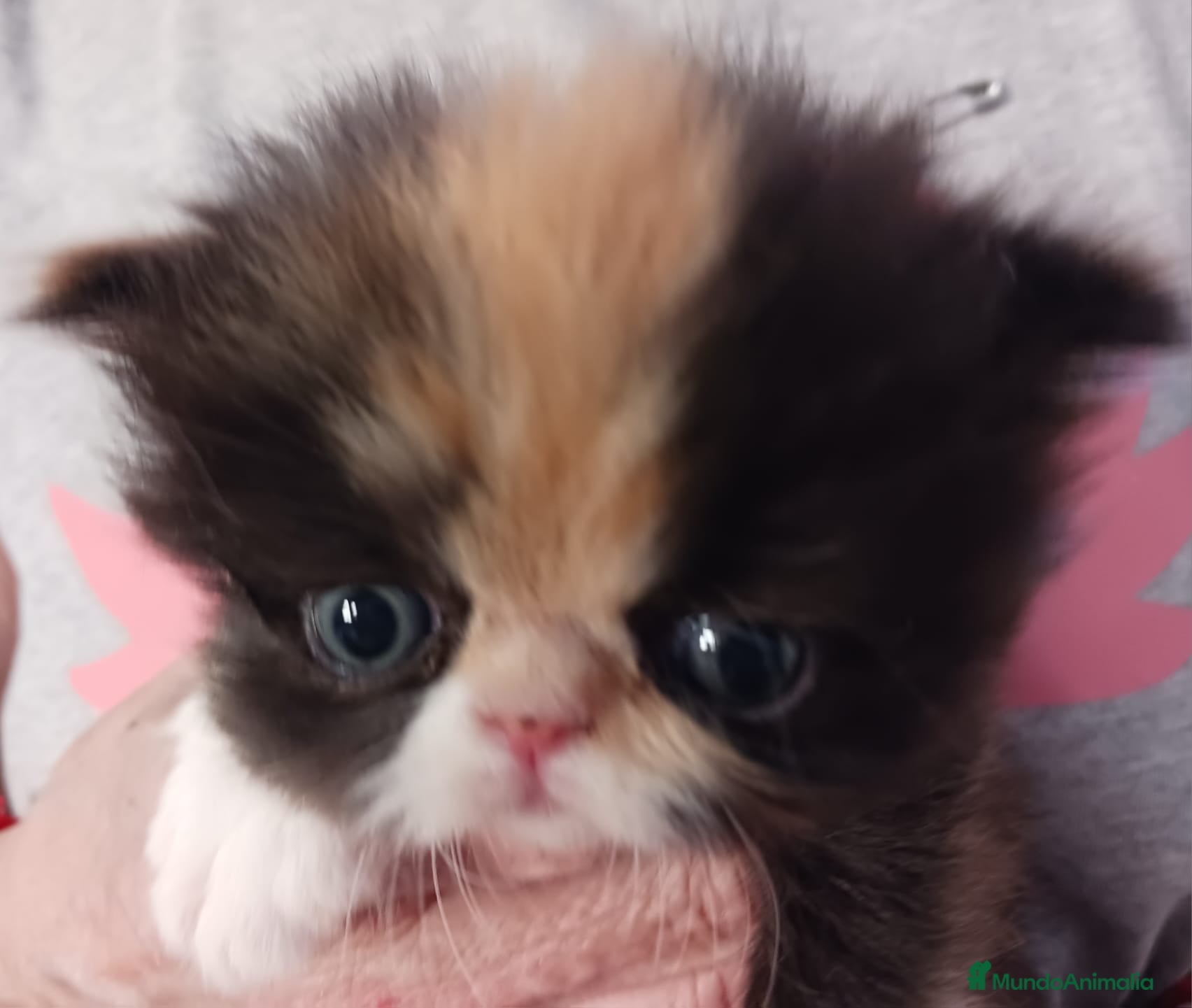 Persa gatos Gatos persas - Anuncio 13