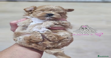 Maltipoo perros - Anuncio 6