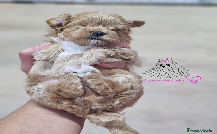 Maltipoo perros - Anuncio 3