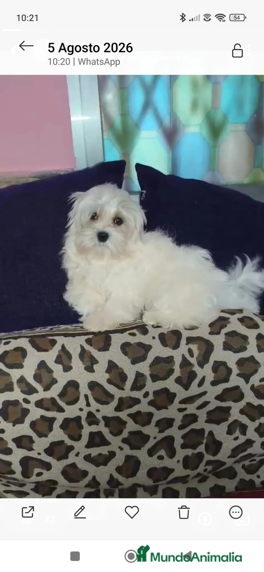 Bichón Maltés perros en venta: Bichon maltes - Anuncio 2