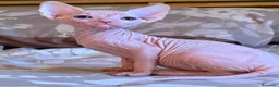 Sphynx gatos en venta: Último Sphynx  - Anuncio 3