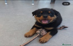 Rottweiler perros en venta: Cachorros rottweiler  - Imagen 2