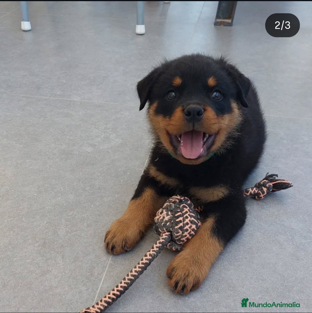 Rottweiler perros en venta: Cachorros rottweiler  - Imagen 2