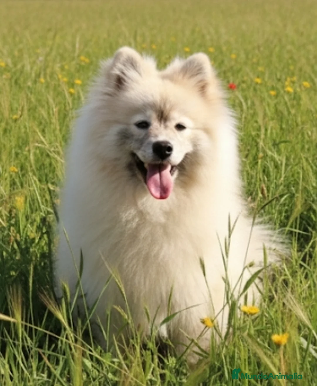 Pomsky perros en venta: Pomsky  - Anuncio 3