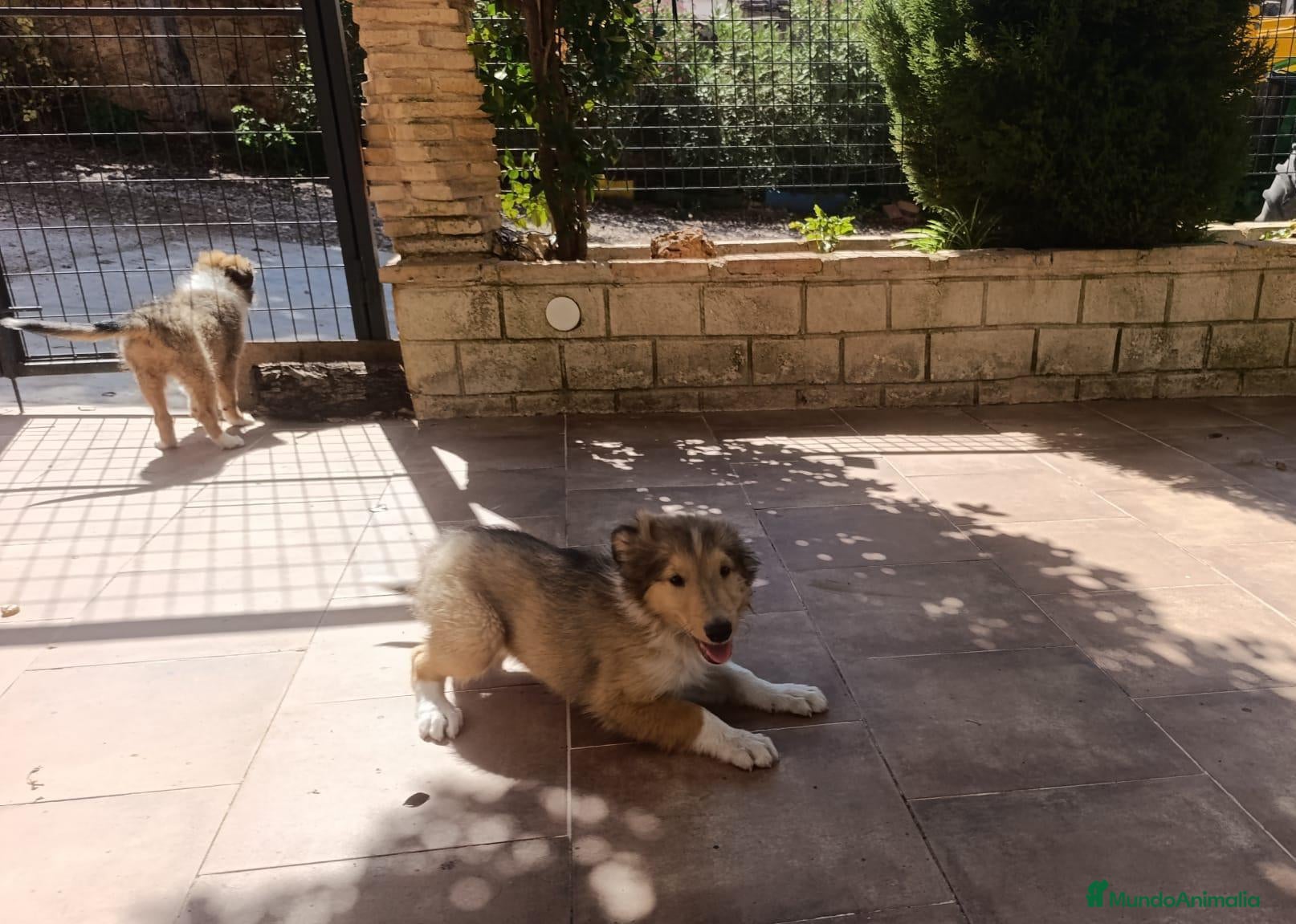 Collie de Pelo Largo perros Rough collie  - Anuncio 3