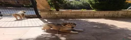 Collie de Pelo Largo perros en venta: Rough collie  - Anuncio 1