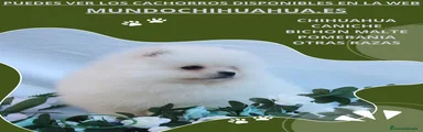 Pomerania Cachorro 4