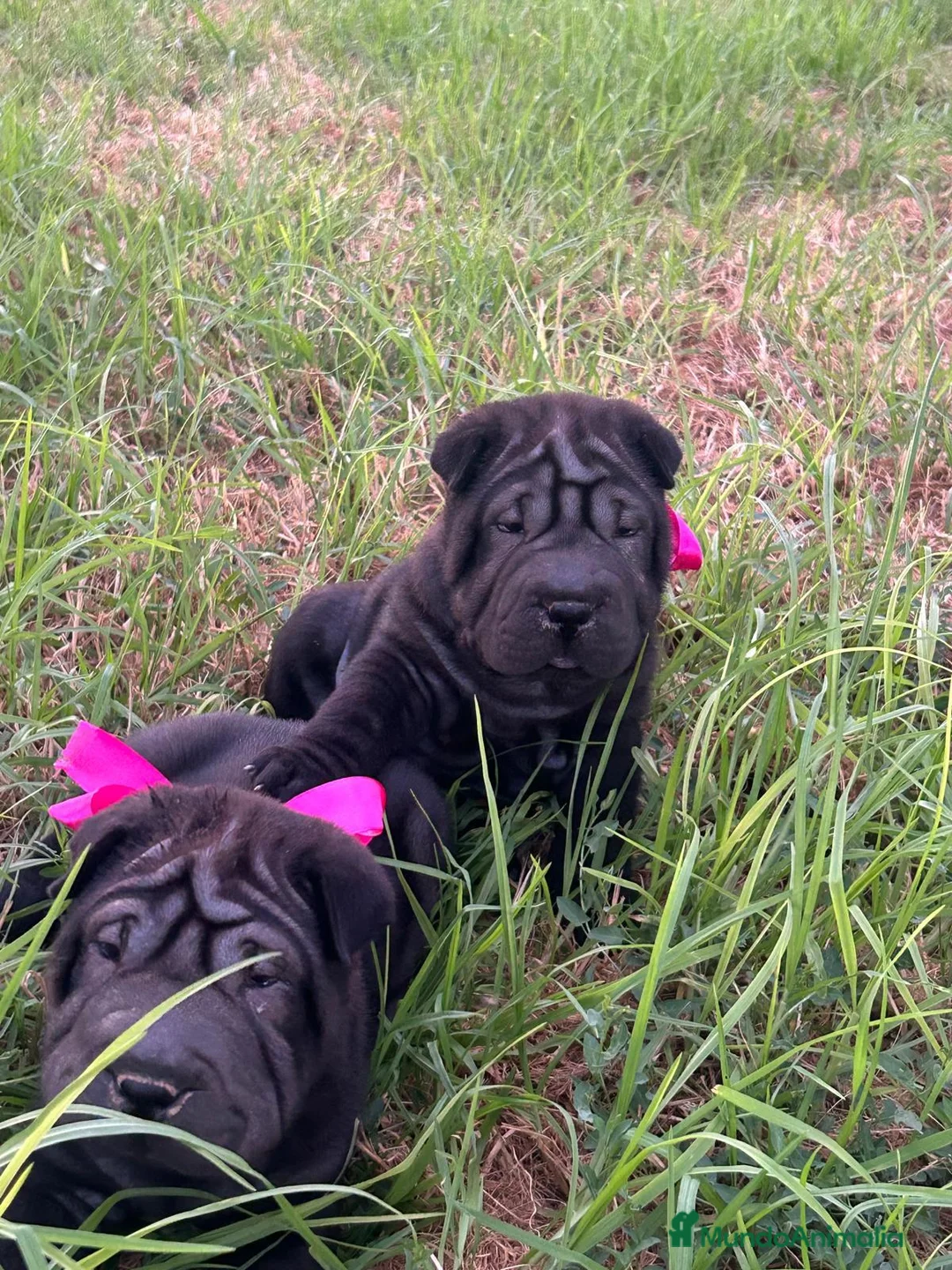 Shar Pei perros en venta: Disponible schar pei americano  - Anuncio 2