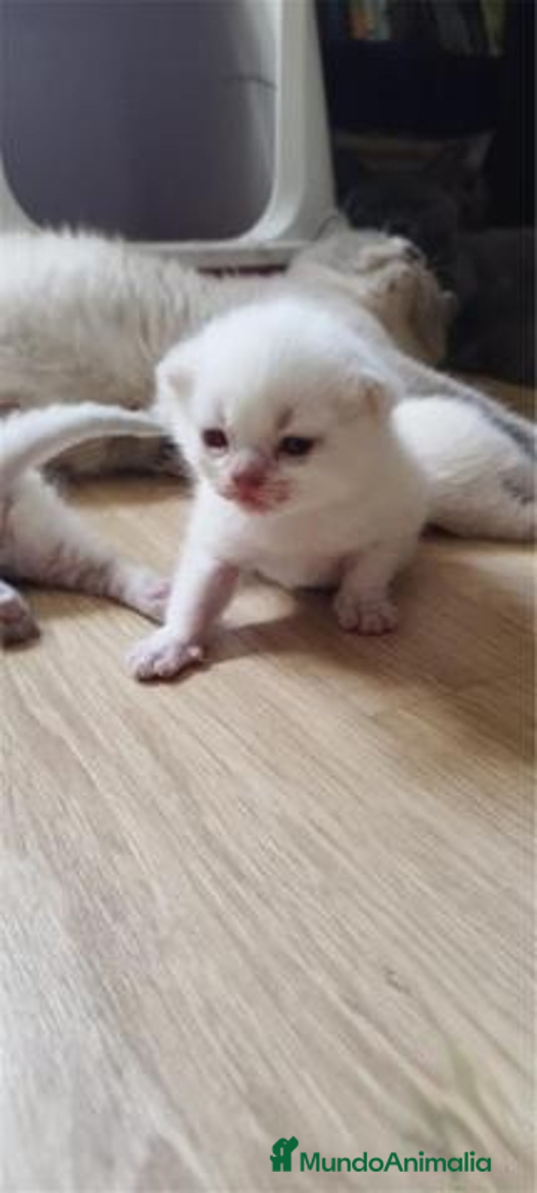 Scottish Fold gatos en venta: Scottish fold sealt point en Madrid - Imagen 8