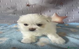 Shih Tzu perros en venta: Shih tzu  - Imagen 1