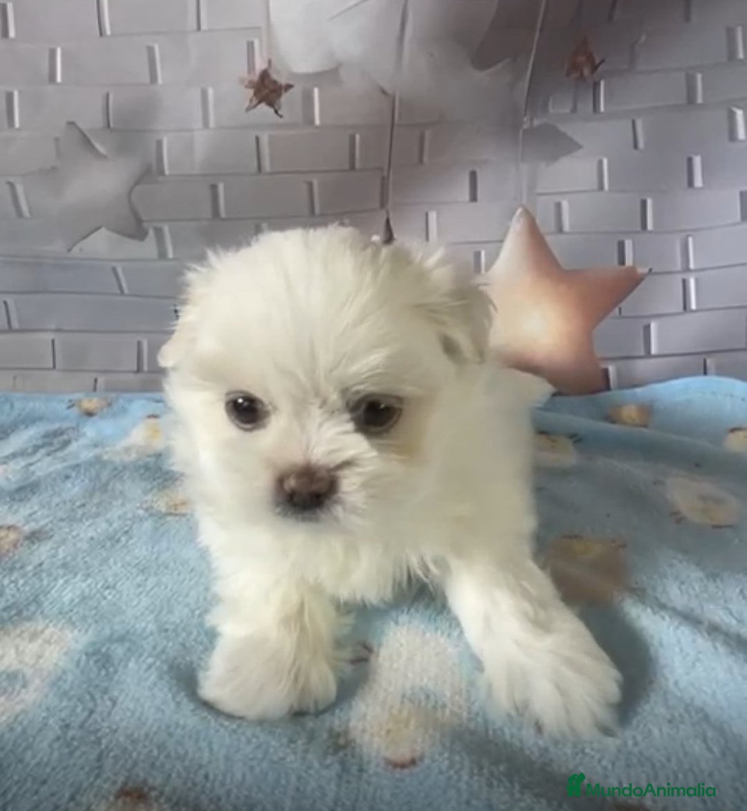 Shih Tzu perros en venta: Shih tzu  - Imagen 1