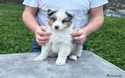 Pastor Australiano perros en venta: Pastor Australiano  - Imagen 1