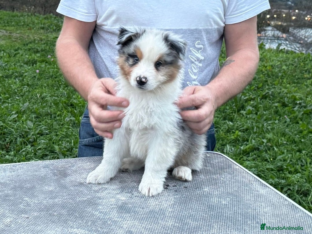 Pastor Australiano perros en venta: Pastor Australiano  - Imagen 1