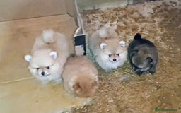 Pomerania perros en venta: LINDO MACHITO POMERANIA DESDE 700 € - Imagen 6