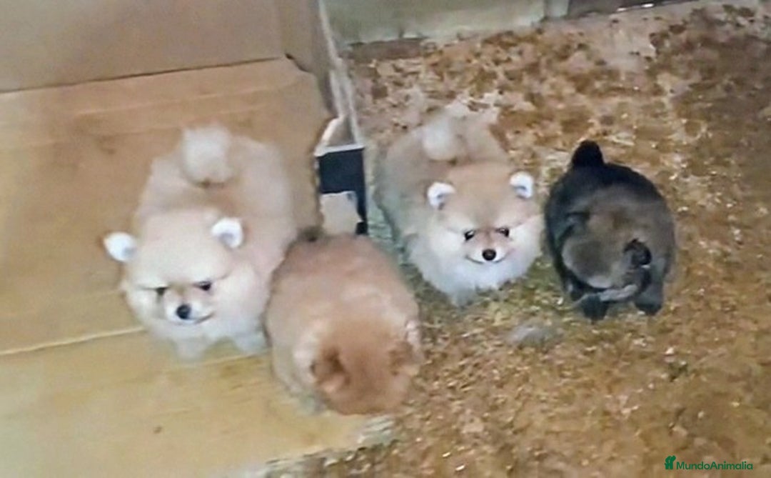 Pomerania perros en venta: LINDO MACHITO POMERANIA DESDE 700 € - Imagen 6