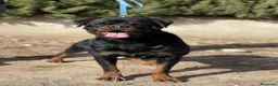 Rottweiler perros en venta: Rottweiller - Anuncio 10