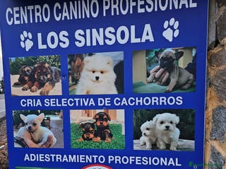 Chihuahua perros Espectaculares chihuahuas - Anuncio 13
