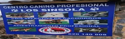 Chihuahua perros en venta: Espectaculares chihuahuas  - Anuncio 1