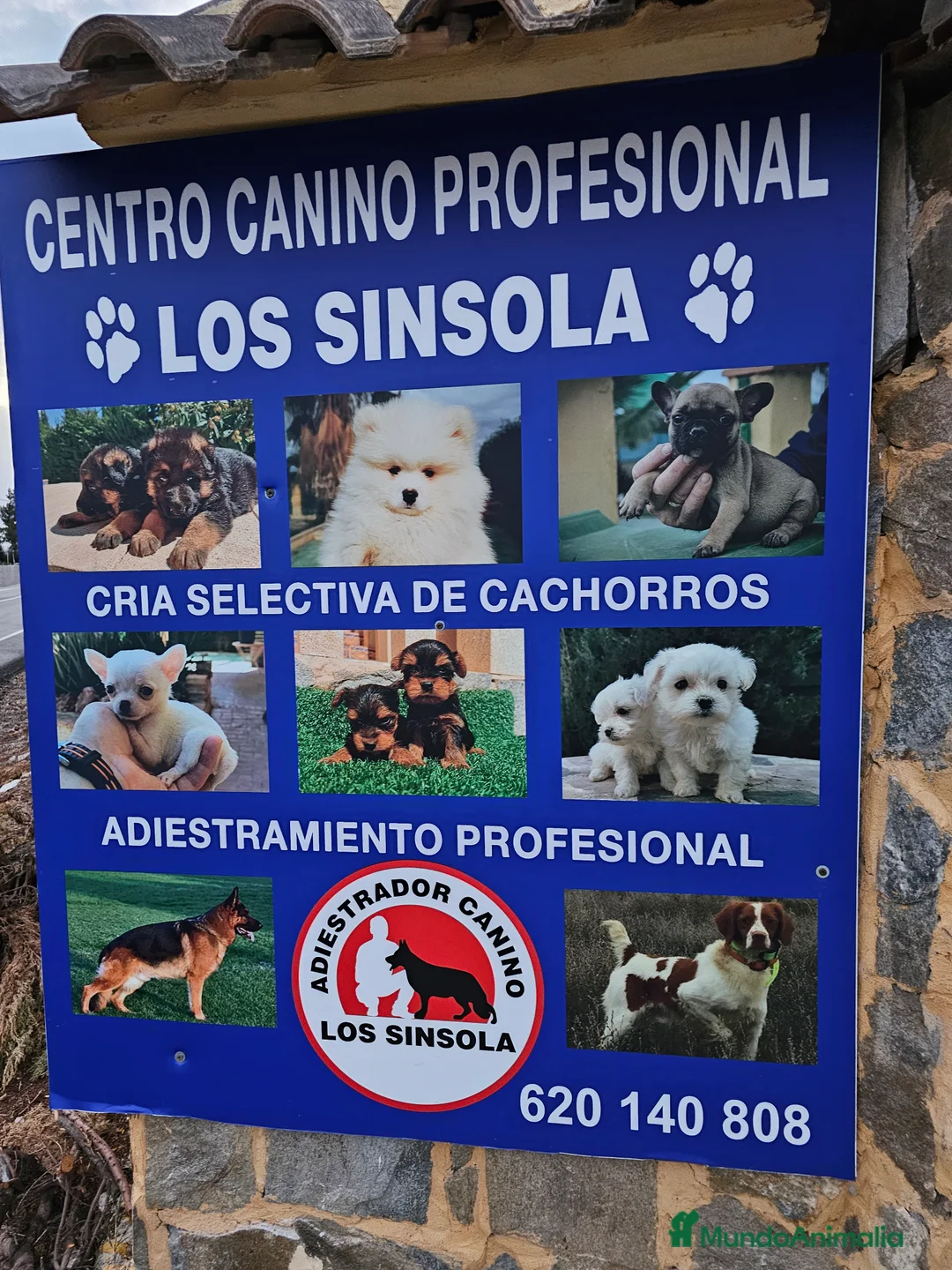Chihuahua perros en venta: Espectaculares chihuahuas  - Anuncio 1