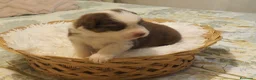Pastor Australiano perros en venta: Excelente camada de Pastor Australiano  - Anuncio 8