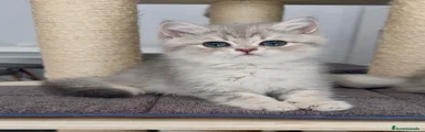 🩶Gael South Teddy 🩶🐯