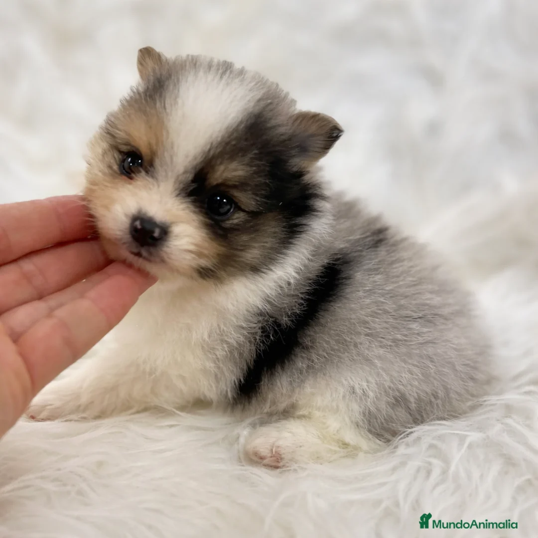 Pomerania perros en venta: POMERANIA CAMANA LÍNEA RUSA - Anuncio 7