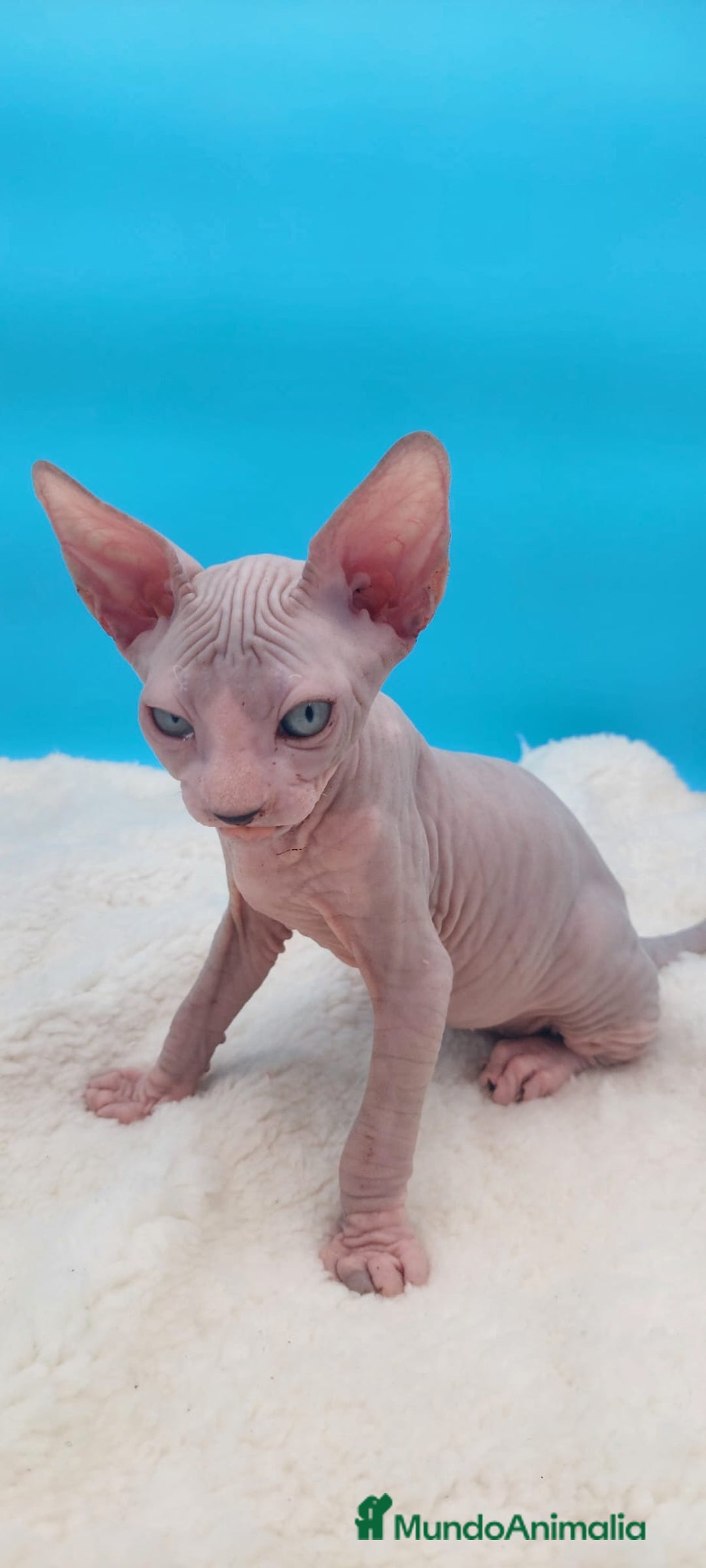 Sphynx gatos en venta: Preciosa camada de gatitos sphynx  - Imagen 8
