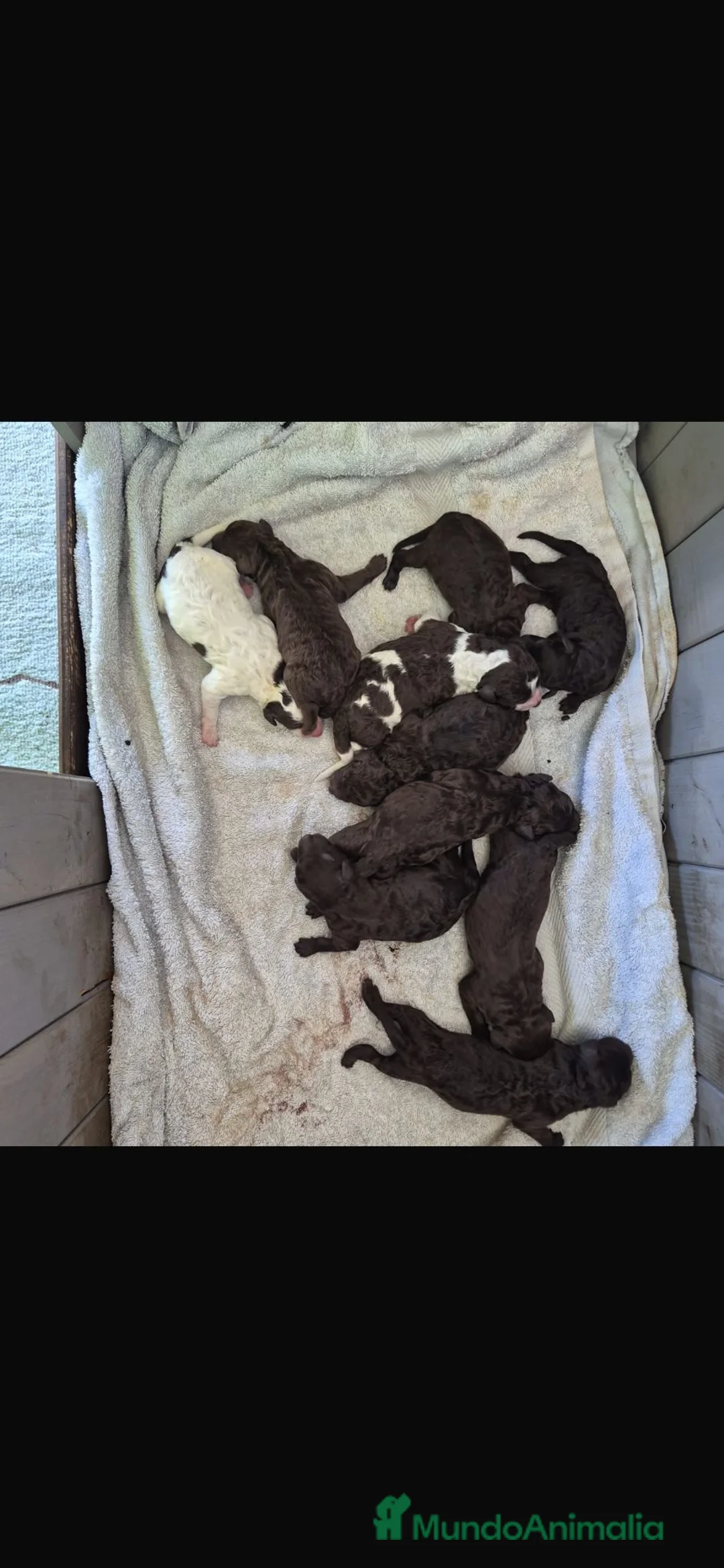 Perro de Agua Español perros en venta: Perros de agua  - Anuncio 1