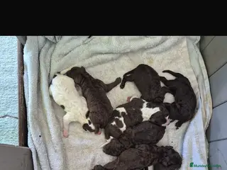 Perro de Agua Español perros Perros de agua - Anuncio 1