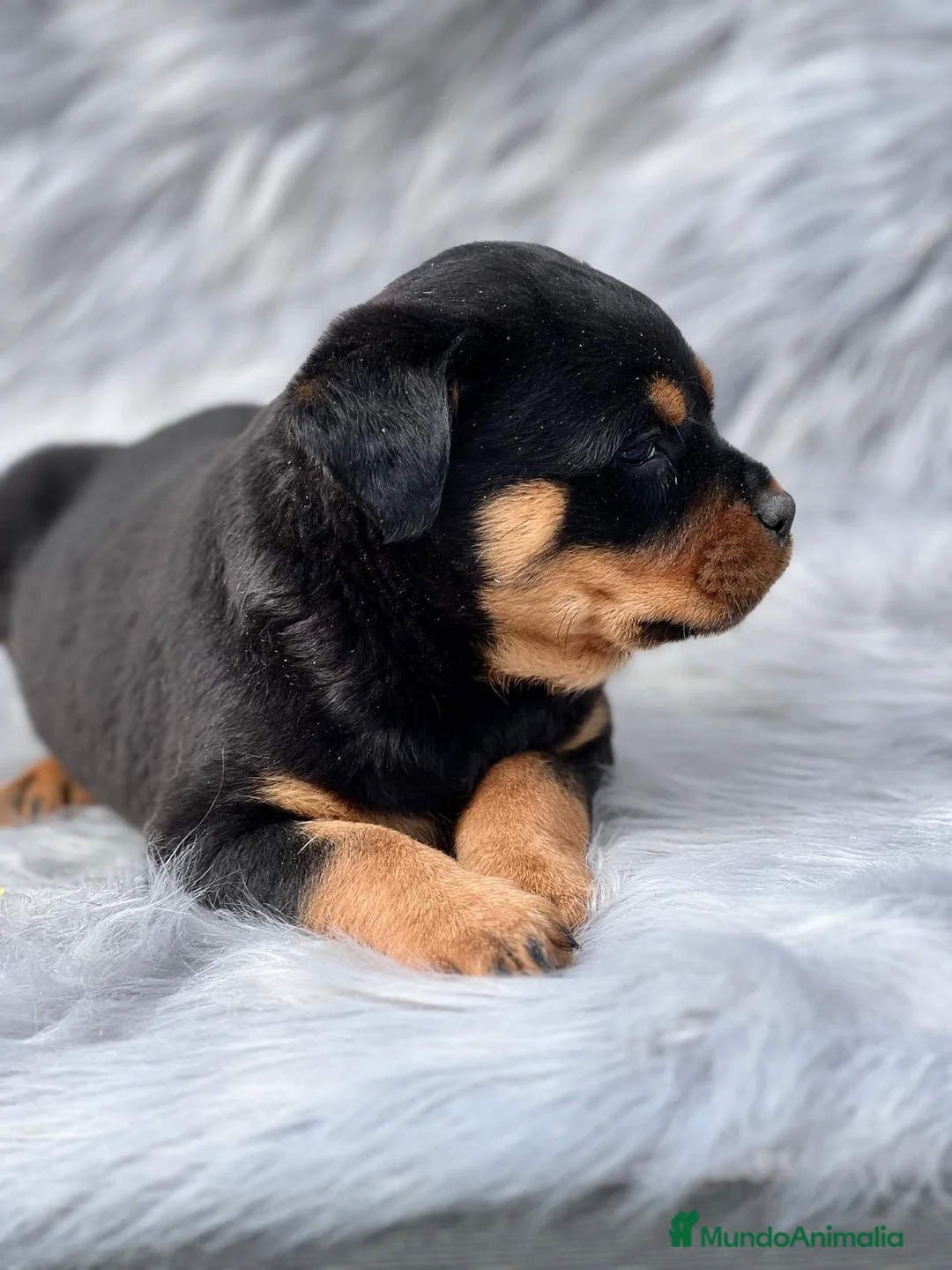 Rottweiler perros en venta: Rottweiler  en Barcelona - Anuncio 6