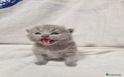 Británico de Pelo Corto Azul gatos en venta: Brithis varios colores pelo corto y largo  - Imagen 3