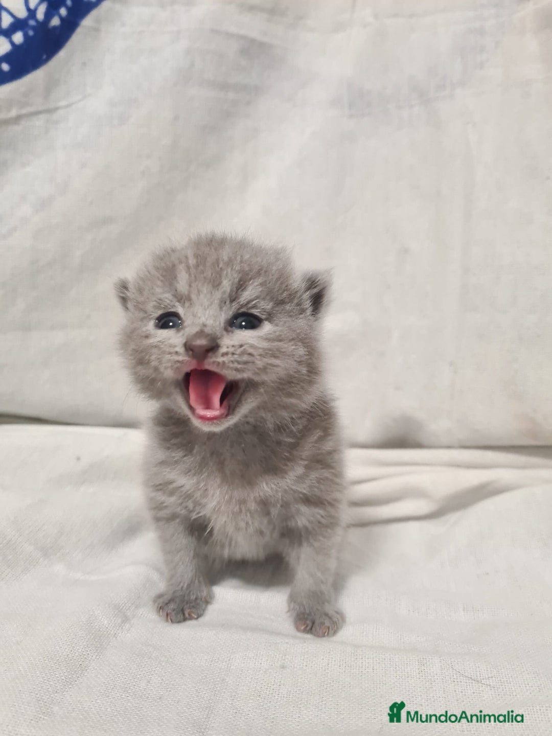 Británico de Pelo Corto Azul gatos en venta: Brithis varios colores pelo corto y largo  - Imagen 3