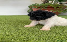 Perro de Agua Español perros en venta: PERRO DE AGUA ESPAÑOL HEMBRA - Imagen 12