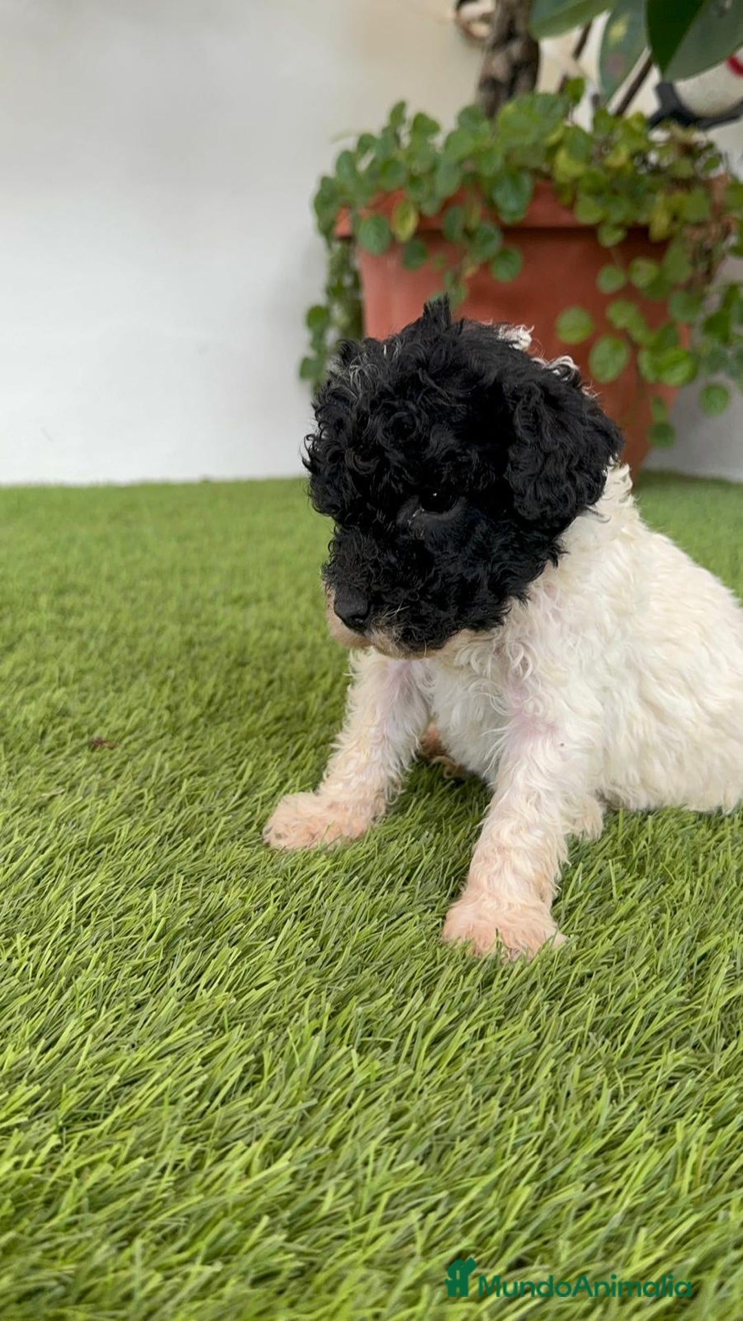 Perro de Agua Español perros en venta: PERRO DE AGUA ESPAÑOL HEMBRA - Imagen 12