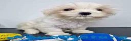 Bichón Habanero perros en venta: Bichon Habanero Macho 6220 AQUANATURA - Anuncio 13