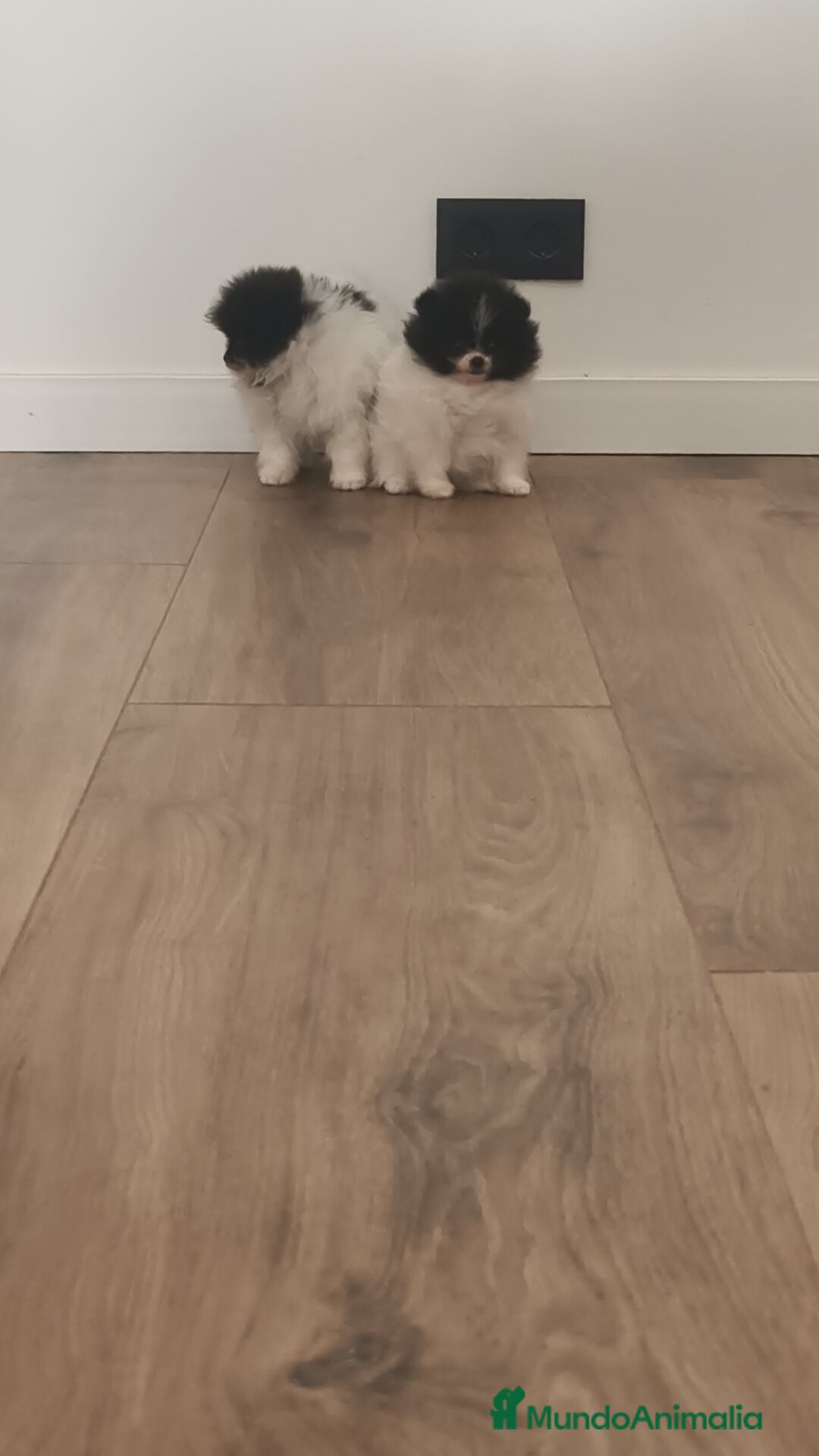 Pomerania perros Pomerania TOY Party ♀️♂️ - Anuncio 5