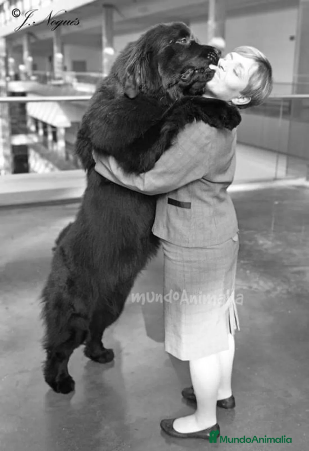 Imagen de galería {{count}}