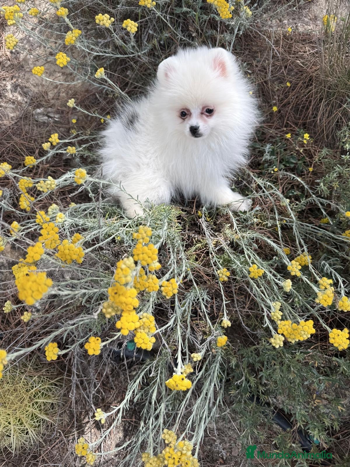 Pomerania perros Pomerania disponible toy hembra  - Anuncio 2