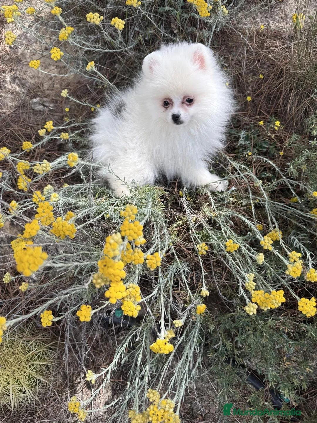 Pomerania perros en venta: Pomerania disponible toy hembra  - Anuncio 1