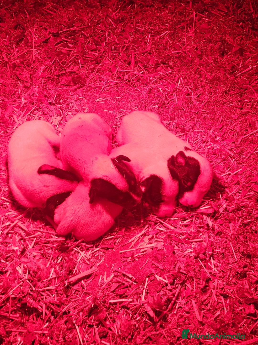 Ratonero Bodeguero Andaluz perros en venta: Bodegueros andaluces - Anuncio 1