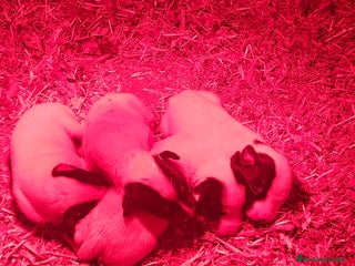 Ratonero Bodeguero Andaluz perros Bodegueros andaluces - Anuncio 1