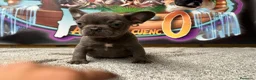 Bulldog Francés perros en venta: BULLDOG FRANCES MADRID - Anuncio 3