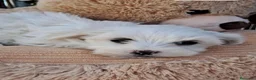 Bichón Maltés perros en venta: Bebés Bichon Maltés  - Anuncio 4