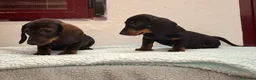 Teckel perros en venta: TECKELS EXCLUSIVOS - Anuncio 11